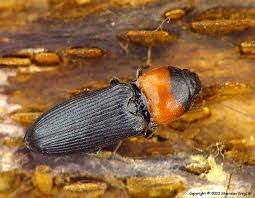 Attēlu rezultāti vaicājumam “Cardiophorus ruficollis”