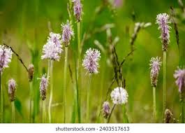 Attēlu rezultāti vaicājumam “Plantago media bud”