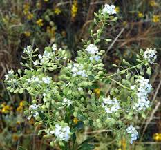 Attēlu rezultāti vaicājumam “Lepidium latifolium”