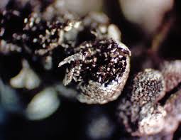 Attēlu rezultāti vaicājumam “Physarum bryomacrocarpum spores”