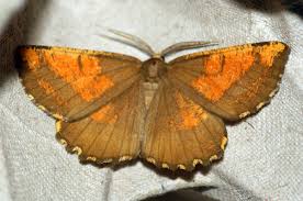 Attēlu rezultāti vaicājumam “Angerona prunaria”