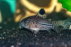 Image result for fish corydoras