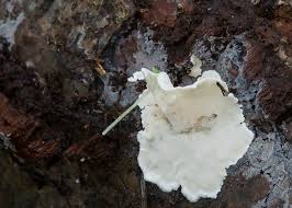 Attēlu rezultāti vaicājumam “Antrodiella faginea”