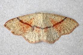 Attēlu rezultāti vaicājumam “Cyclophora punctaria”
