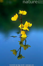 Attēlu rezultāti vaicājumam “Utricularia vulgaris”