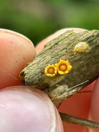 Attēlu rezultāti vaicājumam “Sphaerobolus stellatus”