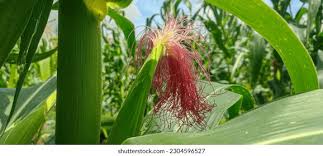 Attēlu rezultāti vaicājumam “Zea mays female flower”