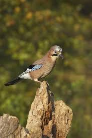 Attēlu rezultāti vaicājumam “Garrulus glandarius adult”