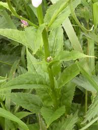 Attēlu rezultāti vaicājumam “Hesperis matronalis leaf”
