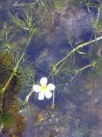 Attēlu rezultāti vaicājumam “Batrachium circinatum”