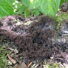 Attēlu rezultāti vaicājumam “Stemonitis axifera stalked”