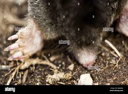 Attēlu rezultāti vaicājumam “Insectivora”