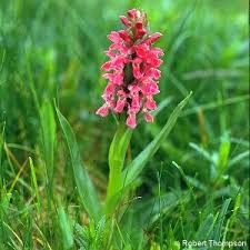 Attēlu rezultāti vaicājumam “Dactylorhiza incarnata leaf”