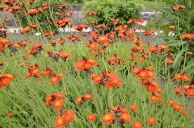 Image result for Hieracium aurantiacum