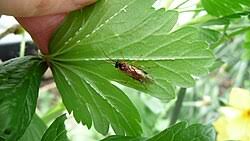 Attēlu rezultāti vaicājumam “Nematus ribesii”