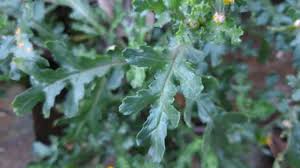 Attēlu rezultāti vaicājumam “Senecio vulgaris leaf”