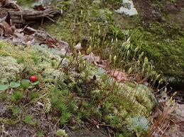 Attēlu rezultāti vaicājumam “Dicranum polysetum sporophyte”