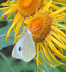 Attēlu rezultāti vaicājumam “Phalonidea permixtana”
