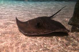 Image result for Bathytoshia brevicaudata