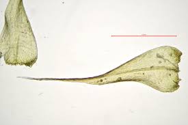 Attēlu rezultāti vaicājumam “Campylium chrysophyllum”