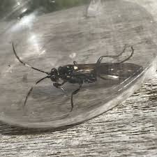 Attēlu rezultāti vaicājumam “Diphyus latebricola”