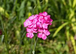 Image result for Dianthus carthusianorum