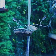 Attēlu rezultāti vaicājumam “Sylvia borin adult”