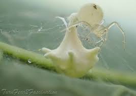 Attēlu rezultāti vaicājumam “Paidiscura pallens”