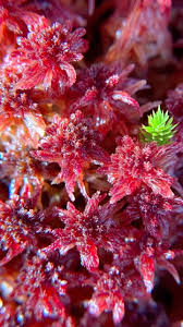 Attēlu rezultāti vaicājumam “Sphagnum capillifolium”