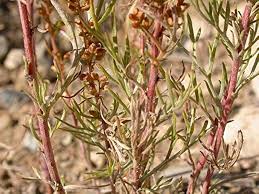 Image result for Artemisia caudata