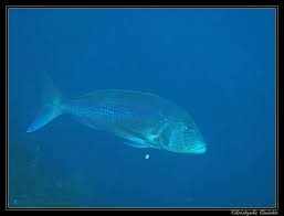 Image result for Dentex dentex