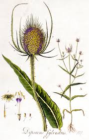 Attēlu rezultāti vaicājumam “Dipsacus fullonum flower”