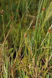 Attēlu rezultāti vaicājumam “Carex chordorrhiza leaf”