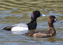 Image result for Aythya affinis