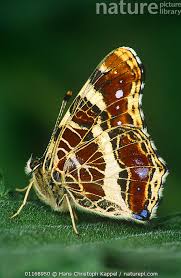 Attēlu rezultāti vaicājumam “Araschnia levana”