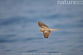 Attēlu rezultāti vaicājumam “Caprimulgus europaeus”