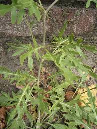 Attēlu rezultāti vaicājumam “Diplotaxis tenuifolia leaf”