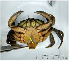 Image result for Carcinus maenas