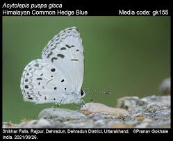 Attēlu rezultāti vaicājumam “Polyommatinae”