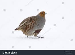 Attēlu rezultāti vaicājumam “Perdix perdix adult”