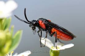 Attēlu rezultāti vaicājumam “Argidae”