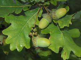 Attēlu rezultāti vaicājumam “Quercus”