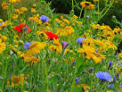 SO6424 : Meadow flowers at - via Daymix