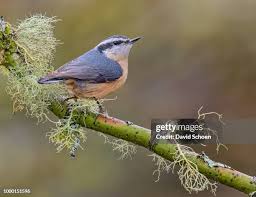 Attēlu rezultāti vaicājumam “Sitta europaea male”