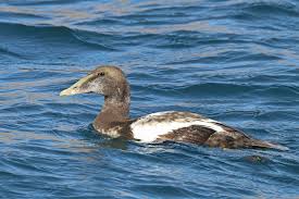 Attēlu rezultāti vaicājumam “Somateria mollissima juvenile”