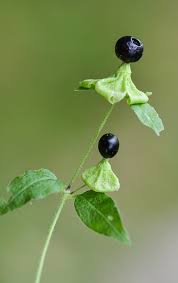 Attēlu rezultāti vaicājumam “Silene baccifera fruit”