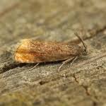 Attēlu rezultāti vaicājumam “Pammene rhediella”