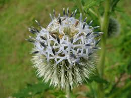 Attēlu rezultāti vaicājumam “Echinops sphaerocephalus leaf”