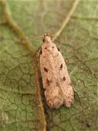 Attēlu rezultāti vaicājumam “Gelechia rhombella”