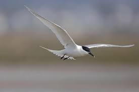 Attēlu rezultāti vaicājumam “Sterna sandvicensis adult”